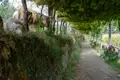 Schafe weiden am Rande eines Wanderweges, der von Weinreben überschattet wird.