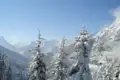 Verschneite Tannen und Berglandschaft im Winter.