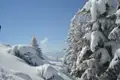 Schneebedeckte Tannen und Berglandschaft im Winter.