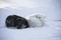 Zwei Schlittenhunde, einer grau und einer weiß, liegen im Schnee und ruhen sich aus.
