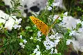 Orangefarbener Schmetterling auf weißen Blüten.