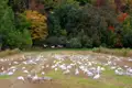 Schnee gänse auf einem Feld im Herbst.  Bunte Bäume im Hintergrund.