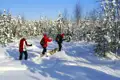 Drei Skilangläufer bewegen sich durch einen verschneiten Wald.