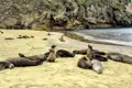 Seelöwen ruhen am Strand in der Nähe von Klippen.