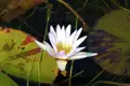 Weiße Seerose auf einem Teich