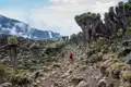 Wanderer auf einem Bergpfad, umgeben von riesigen Senecien-Pflanzen.