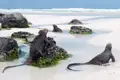 Meerechsen, die sich auf vulkanischen Felsen am Strand sonnen.