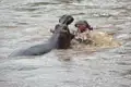 Zwei Flusspferde im Wasser.