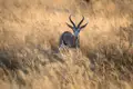 Springbockantilope in ihrem natürlichen Lebensraum.