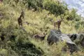Beobachtung von Steinböcken in der Berglandschaft.