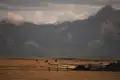 Yaks weiden auf einer Hochebene, ein typisches Bild der Landschaft.