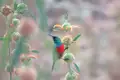 Bunter Vogel auf einer Pflanze mit orangen Blüten.