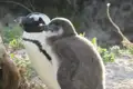 Erwachsener Brillenpinguin und Küken in der Nähe von Vegetation.