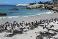 Pinguinkolonie am Strand.