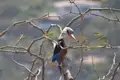 Eisvogel auf einem dornigen Ast