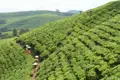 Teepflücker tragen Körbe mit frisch gepflückten Teeblättern auf einer Teeplantage.