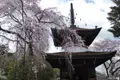 Blühende Kirschbäume neben einer traditionellen japanischen Pagode.