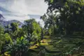 Alte Terrassen, bedeckt mit Moos, im dichten Dschungel.