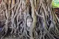 Buddha-Statue, deren Kopf von Baumwurzeln umschlossen ist.