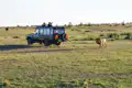 Ein Löwe in der Savanne wird von Touristen in einem Safari-Jeep beobachtet.