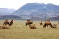 Kamele grasen friedlich in der Steppe, umgeben von einer bergigen Landschaft.