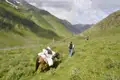 Gelbe Lilien blühen im Vordergrund mit einem Panoramablick auf schneebedeckte Berge im Hintergrund.