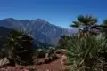Palmen im Vordergrund mit einer Bergkette im Hintergrund.