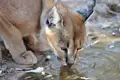 Eine Raubkatze trinkt Wasser.