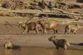 Capybaras in ihrer natürlichen Umgebung am Flussufer.