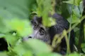 Berggorilla beobachtet den Besucher während des Gorilla-Trekkings.