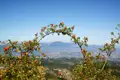Hagebutten an einem Strauch mit Blick auf die Hügellandschaft.