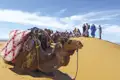 Ruhende Kamele und eine Reisegruppe auf einer Düne während einer Wüstentour.