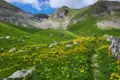 Wanderer auf einem Bergpfad, umgeben von einer Wiese voller gelber Wildblumen.