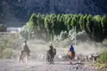 Gauchos treiben eine Ziegenherde.