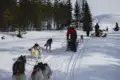 Hundegespannfahrt durch eine verschneite Waldlandschaft.