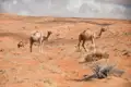 Drei Kamele in einer Wüstenumgebung.