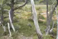 Wanderer in einer Landschaft mit Bäumen und Grasland.
