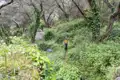 Wanderer auf einem mit Efeu bewachsenen Pfad in einem Olivenhain.