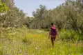 Wanderer mit Rucksack auf einem Weg durch eine blühende Wiese zwischen Olivenbäumen.