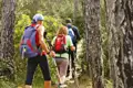 Wanderer mit Rucksäcken und Wanderstöcken auf einem Waldweg.