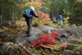 Wanderer mit Rucksäcken und Wanderstöcken auf einem herbstlichen Waldpfad.