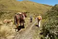 Wanderer mit Packpferd und Hund auf einem Bergpfad.