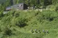 Wanderer auf dem Weg zur Dom na Plevniku Hütte im bewachsenen Gelände.