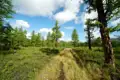Wanderweg durch Lärchenwald mit Bergen im Hintergrund.