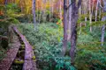 Holzsteg im herbstlichen Wald.