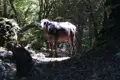 Wasserbüffel im Wald.
