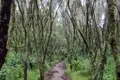 Wanderweg durch einen dichten, moosbewachsenen Wald.