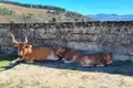 Kuh und Kälber ruhen im Schatten einer Steinmauer.