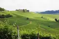 Grüne Weinreben erstrecken sich über die Hügellandschaft, mit einem Weingut im Hintergrund.
