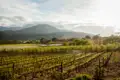Weinreben in Reihen mit Bergen im Hintergrund.